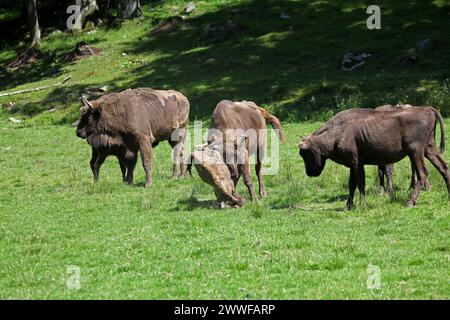 Bison d'Europe (Bison bonasus) taureau attaquant un veau impuissant couché sur le sol, captif, Suède, Scandinavie Banque D'Images