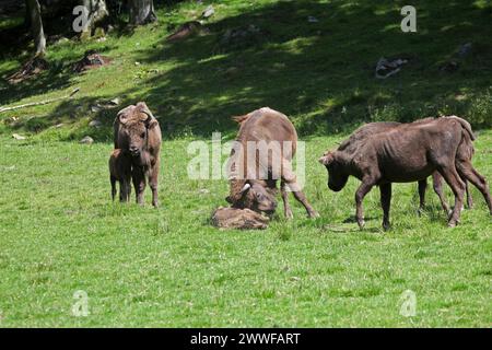 Bison d'Europe (Bison bonasus) taureau attaquant un veau impuissant couché sur le sol, captif, Suède, Scandinavie Banque D'Images