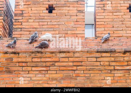 Pigeons perchés sur le rebord d'un mur de briques oranges texturées, à Chiang mai, Thaïlande Banque D'Images