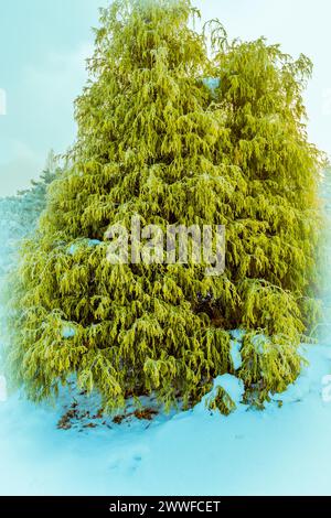 Paysage hivernal d'un arbre à feuilles persistantes vibrant dans un parc public couvert de neige à Daejeon, Corée du Sud Banque D'Images