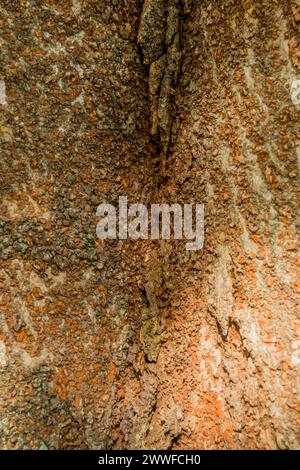 Vue détaillée de l'écorce d'arbre avec texture rugueuse et lignes verticales, en Corée du Sud Banque D'Images