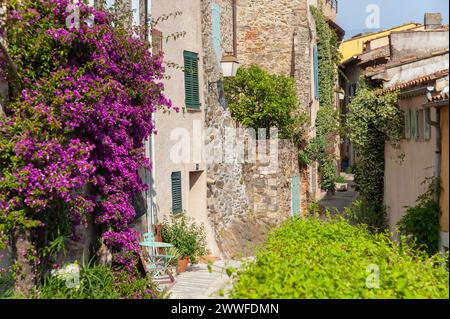 Ruelle typique de la vieille ville avec des bougainvilliers sur les façades, Grimaud-Village, Var, Provence-Alpes-Côte d'Azur, France Banque D'Images