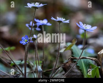 Liverwort (hepatica nobilis), Leoben, Styrie, Autriche Banque D'Images