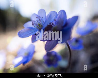 Liverwort (hepatica nobilis), Leoben, Styrie, Autriche Banque D'Images