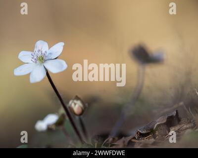 Liverwort (hepatica nobilis), Leoben, Styrie, Autriche Banque D'Images