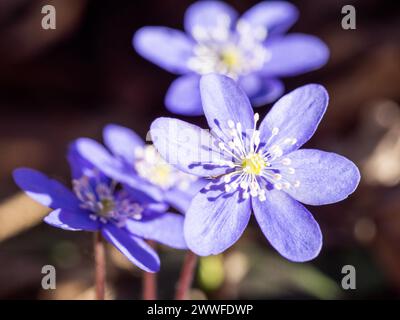 Liverwort (hepatica nobilis), Leoben, Styrie, Autriche Banque D'Images