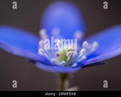 Liverwort (hepatica nobilis), Leoben, Styrie, Autriche Banque D'Images