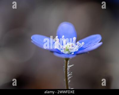 Liverwort (hepatica nobilis), Leoben, Styrie, Autriche Banque D'Images