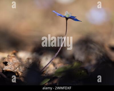 Liverwort (hepatica nobilis), Leoben, Styrie, Autriche Banque D'Images