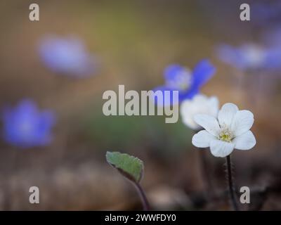 Liverwort (hepatica nobilis), Leoben, Styrie, Autriche Banque D'Images