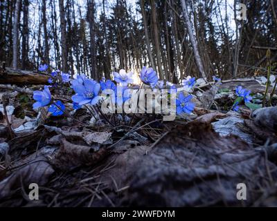 Liverwort (hepatica nobilis), Leoben, Styrie, Autriche Banque D'Images