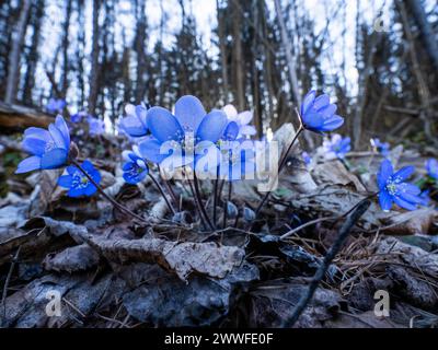 Liverwort (hepatica nobilis), Leoben, Styrie, Autriche Banque D'Images