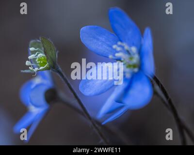 Liverwort (hepatica nobilis), Leoben, Styrie, Autriche Banque D'Images