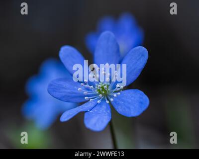 Liverwort (hepatica nobilis), Leoben, Styrie, Autriche Banque D'Images