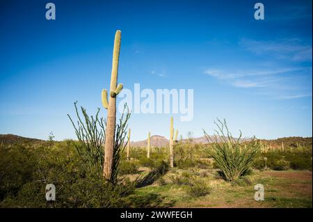 Saguaro et Organ Pipe cactus et Joshua Trees au Organ Pipe Cactus National Monument dans le sud de l'Arizona, États-Unis. Banque D'Images