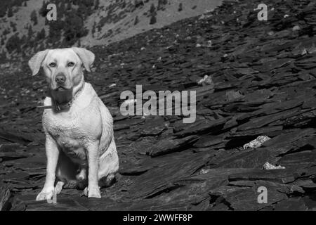 Une photo en noir et blanc d'un chien Labrador assis sur un terrain rocheux, chiens étonnants dans la nature Banque D'Images