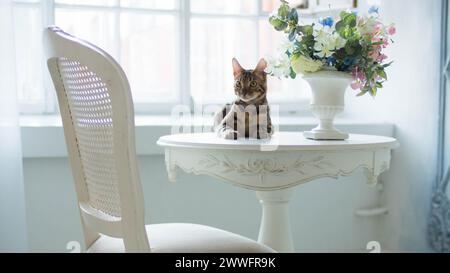 Chat Bengale est allongé sur une table avec un bouquet de fleurs dans un vase dans un intérieur léger classique Banque D'Images