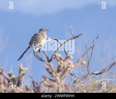 Un Roadrunner perche dans le désert de l'Arizona. Banque D'Images