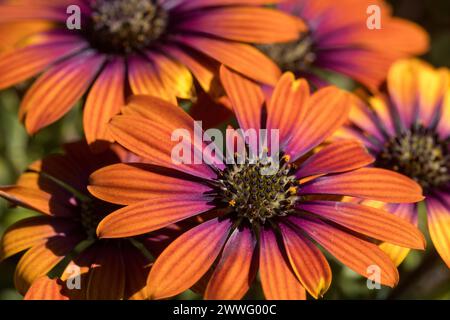 Zion Copper African Daisies fleurs en fleurs. Banque D'Images