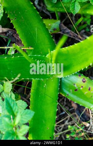 L'aloe vera est une plante médicinale aux propriétés antioxydantes et antibactériennes. L'Aloe vera est une espèce végétale succulente du genre Aloe Banque D'Images