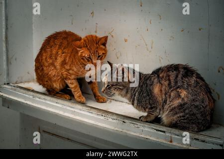 Le soleil de l'après-midi jette une lueur sur deux chats dans une rencontre tendue sur un rebord de fenêtre. Banque D'Images