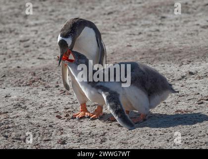 Penguin Gentoo (Pygoscelis papua), adulte nourrissant les jeunes, Saunders Island, Malouines, janvier 2024 Banque D'Images