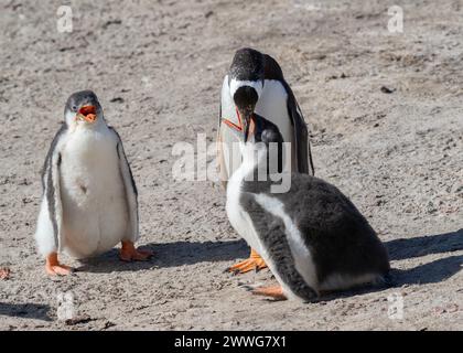 Penguin Gentoo (Pygoscelis papua), adulte nourrissant les jeunes, Saunders Island, Malouines, janvier 2024 Banque D'Images
