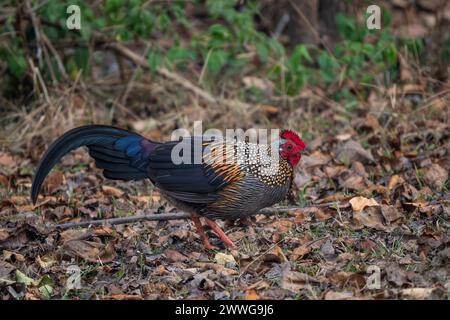 Junglefowl gris - Gallus sonneratii, magnifique oiseau de sol coloré des forêts et des jungles d'Asie du Sud, réserve de tigres de Nagarahole, Inde. Banque D'Images