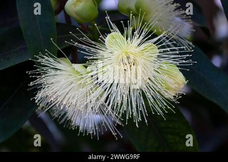 Rosenapfel Syzygium jambos, Nutzpflanze, Südostasien mcpins *** pomme rose Syzygium jambos , plante utile, Asie du Sud-est mcpins mcpins Banque D'Images