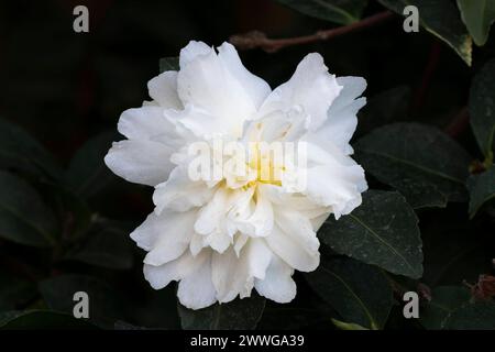 Kamelie Camellia spec., Maliflora hybride, Asien mcpins *** Camellia Camellia spec , Maliflora hybride, Asia mcpins mcpins Banque D'Images