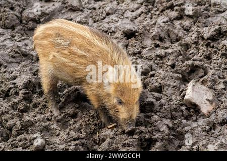 Sanglier dans la forêt. Banque D'Images