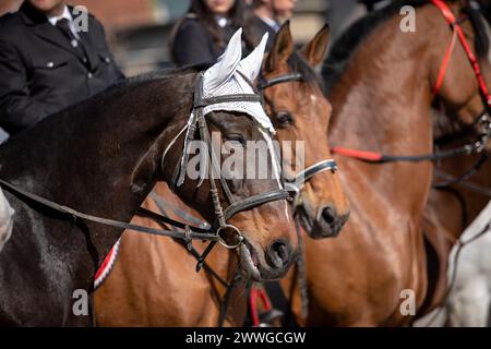 Portrait de chevaux policiers dans la rue en Bulgarie. Banque D'Images