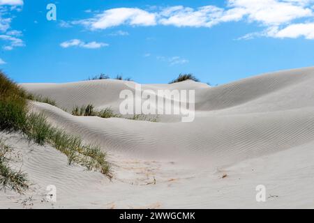 Dunes de sable, Foxton, Manawatu, Île du Nord, Nouvelle-Zélande Banque D'Images