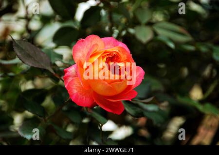 Gros plan d'une rose orange et jaune entourée d'un feuillage vert luxuriant Banque D'Images