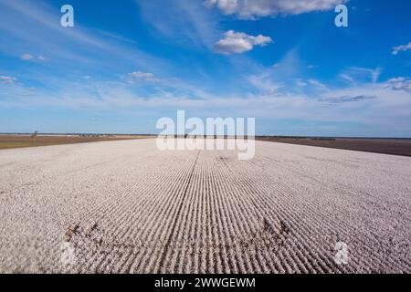 Aérien de champs de coton sur le point d'être récoltés près de Dalby Queensland Australie Banque D'Images