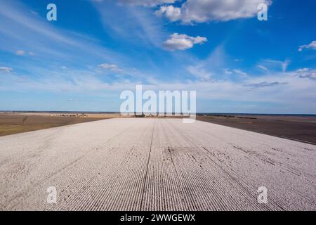 Aérien de champs de coton sur le point d'être récoltés près de Dalby Queensland Australie Banque D'Images