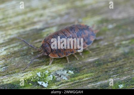 Gros plan détaillé sur un woudlouse rugueuse de couleur rouge anormale, Porcellio scaber Banque D'Images