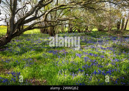 Bois Bluebell Capel Suffolk Banque D'Images
