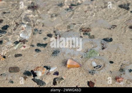 Coquillages et pierres lavés à terre sur une plage. Banque D'Images
