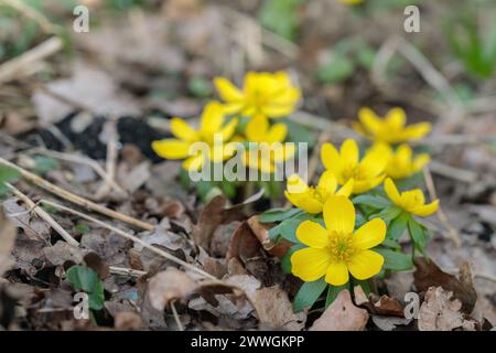 Aconites jaunes d'hiver (Eranthis hyemalis) en croissance sauvage. Banque D'Images