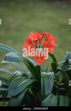 Lys des broussailles en fleurs (Clivia miniata). Plante d'intérieur populaire. Banque D'Images