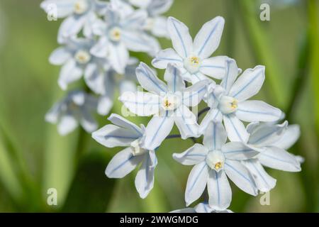 Détail d'une courge Misczenko en fleurs (Scilla mischtschenkoana). Banque D'Images