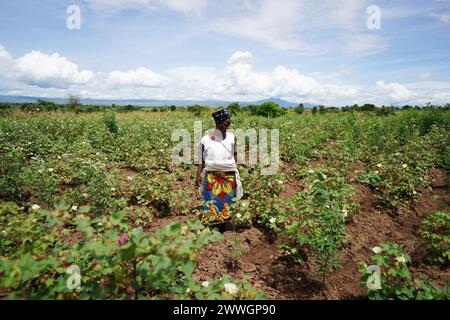 Briget Naluso dans un champ de coton dans le district de Balaka au Malawi. Le coton est cultivé comme culture commerciale pour compléter les revenus. Date de la photo : mercredi 6 mars 2024. Banque D'Images