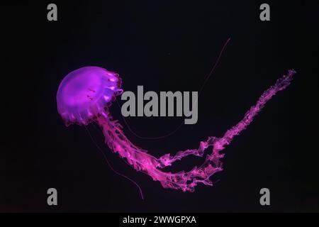 Méduse à rayures violettes, Chrysaora colorata nageant dans l'eau sombre d'un réservoir d'aquarium illuminé par une lumière néon rose. Organisme aquatique, animal, UEDN Banque D'Images