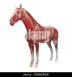 Système musculaire d'anatomie du cheval Banque D'Images