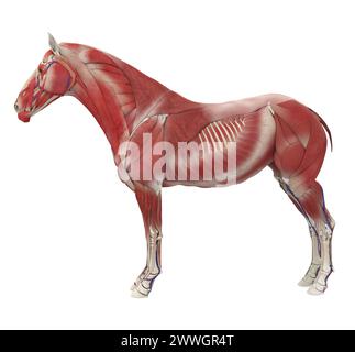 Système musculaire d'anatomie du cheval Banque D'Images