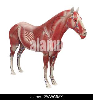 Système musculaire d'anatomie du cheval Banque D'Images