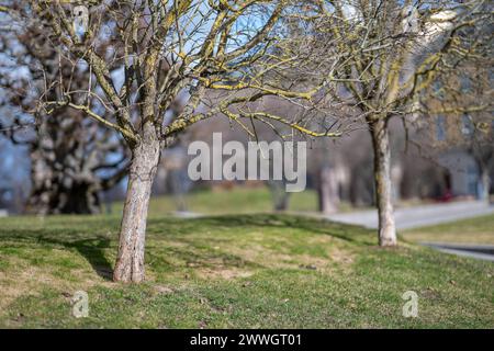 Taillé des arbres dans Carl Johans Park par une journée ensoleillée et tôt au printemps à Norrköping, Suède. Norrköping est une ville industrielle historique de Suède. Banque D'Images