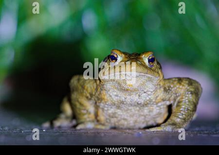 Crapaud commun Bufo bufo et son ombre dans la nuit profonde. Animal drôle Fermer la photo de portrait. Je regarde la caméra. Saison d'accouplement des grenouilles. république tchèque nature. Banque D'Images