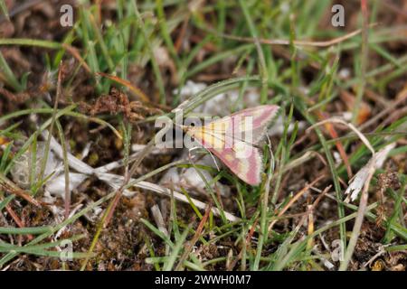 Petit papillon Pyrausta sanguinalis sur l'herbe dans le parc naturel de la Sierra de Mariola, Espagne Banque D'Images